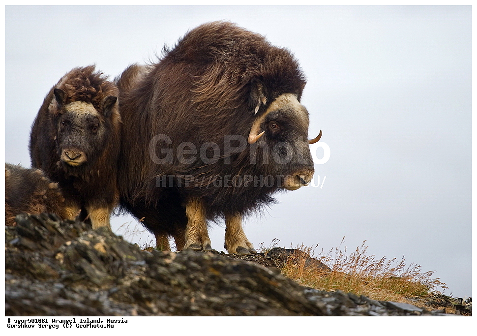 �������, ��������, ���������, �����, ���������, ��������� ���������� �����, ��������� ��, ��������-��������� ����, ��������� ����, �������, ������ ��������, ����������, ��������, ����������, ������, ��������, ��������, �������������, �������������, �����, �����, ���������, Bovidae, �������, Ovibos moschatus, XYZ