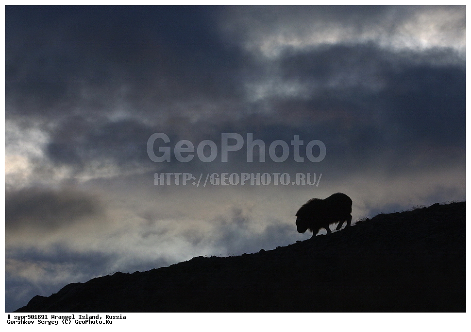 �������, ��������, ���������, �����, ���������, ��������� ���������� �����, ��������� ��, ��������-��������� ����, ��������� ����, �������, ������ ��������, ����������, ��������, ����������, ������, ��������, ��������, �������������, �������������, �����, �����, ���������, Bovidae, �������, Ovibos moschatus, XYZ