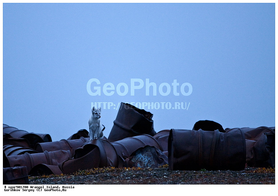 �������, ��������, ���������, �����, ���������, ��������� ���������� �����, ��������� ��, ��������-��������� ����, ��������� ����, �������, ������ ��������, ����������, ��������, ����������, ������, ��������, ��������, �������, ������, �������������, �������������, �����, �����, ������, �������, ������, Canidae, �����, �������� ������, Alopex Lagopus, Vulpes lagopus, �����, XYZ, ����������� ����