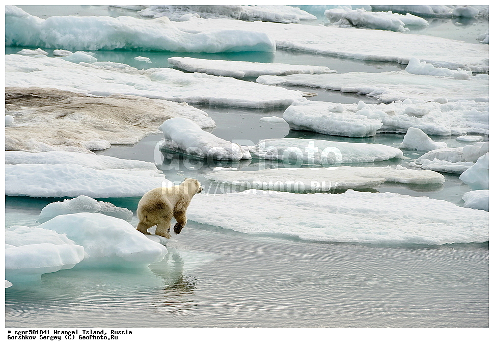  �������, ��������, ���������, �����, ���������, ��������� ���������� �����, ��������� ��, ��������-��������� ����, ��������� ����, �������, ������ ��������, ����������, ��������, ����������, ������, ��������, ��������, �������, ������, �������������, �������������, �����, �����, ������� �������������, ������� �������������, ������� �����, �������, XYZ, ��������, Ursidae, ����� �������, �������� �������, �������� �������, ������� �������, �����, �����, ����, Ursus maritimus, Thalarctos maritimus, ���������, ���