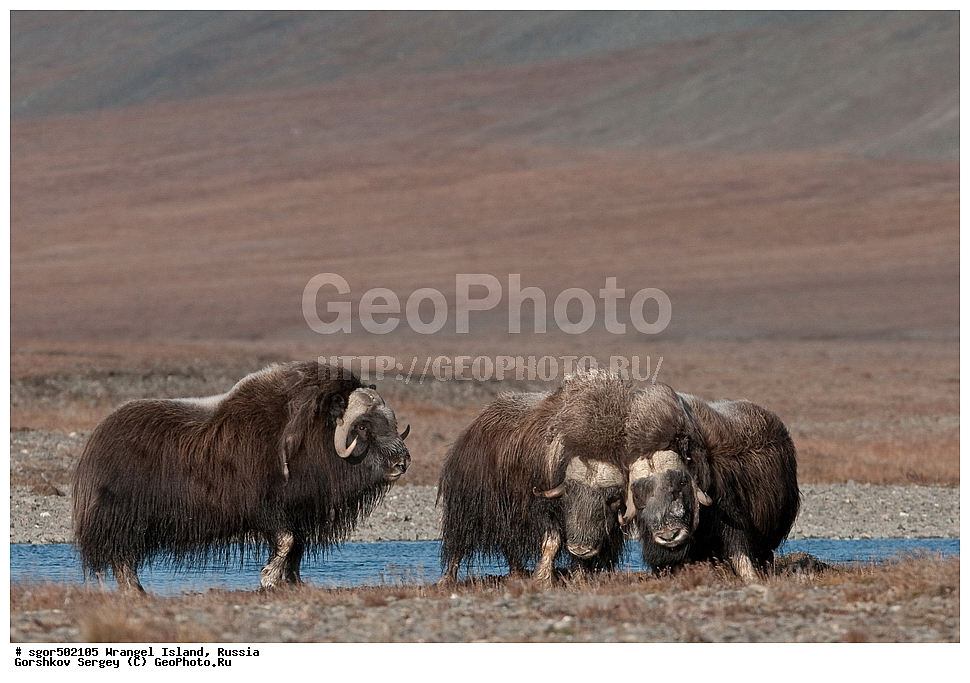 �������, ��������, ���������, �����, ���������, ��������� ���������� �����, ��������� ��, ��������-��������� ����, ��������� ����, �������, ������ ��������, ����������, ��������, ����������, ������, ��������, ��������, �������������, �������������, �����, �����, ���������, Bovidae, �������, Ovibos moschatus, �����, XYZ