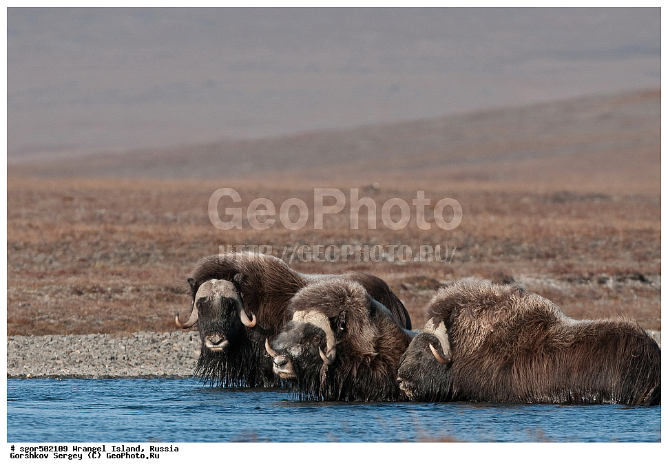 �������, ��������, ���������, �����, ���������, ��������� ���������� �����, ��������� ��, ��������-��������� ����, ��������� ����, �������, ������ ��������, ����������, ��������, ����������, ������, ��������, ��������, �������������, �������������, �����, �����, ���������, Bovidae, �������, Ovibos moschatus, �����, XYZ