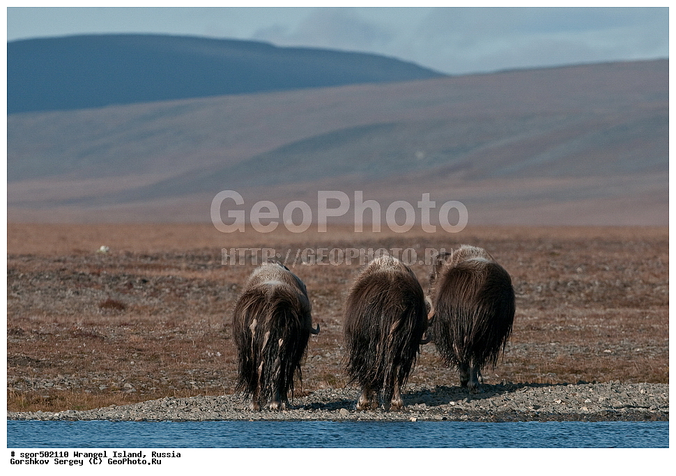 �������, ��������, ���������, �����, ���������, ��������� ���������� �����, ��������� ��, ��������-��������� ����, ��������� ����, �������, ������ ��������, ����������, ��������, ����������, ������, ��������, ��������, �������������, �������������, �����, �����, ���������, Bovidae, �������, Ovibos moschatus, �����, XYZ