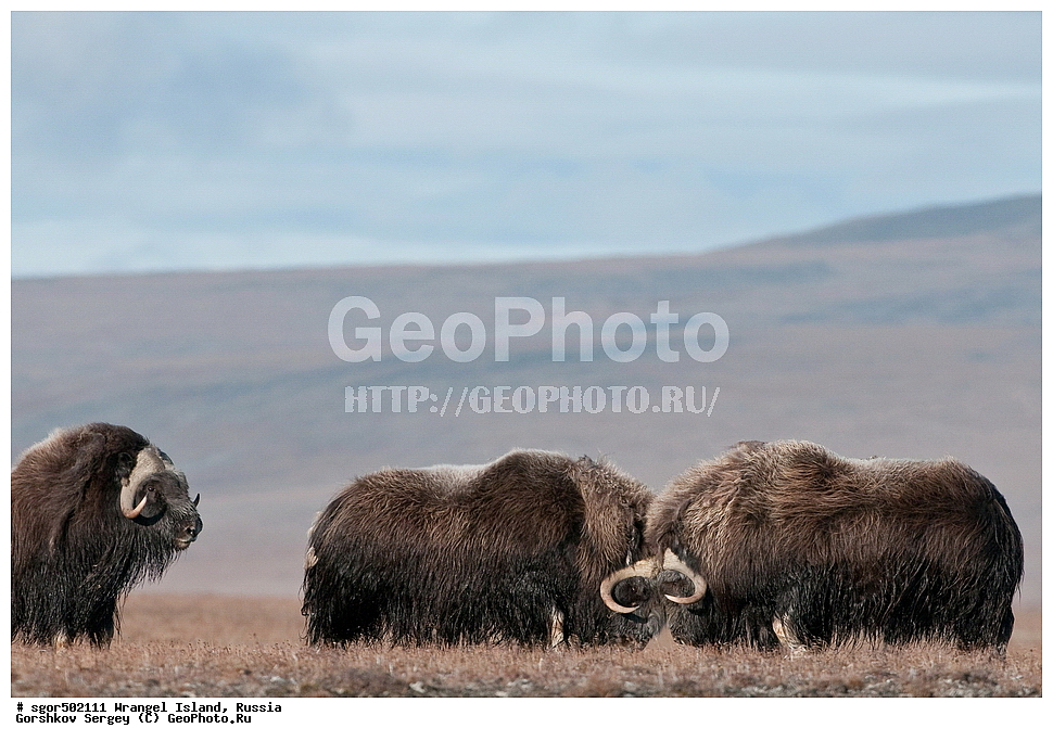 �������, ��������, ���������, �����, ���������, ��������� ���������� �����, ��������� ��, ��������-��������� ����, ��������� ����, �������, ������ ��������, ����������, ��������, ����������, ������, ��������, ��������, �������������, �������������, �����, �����, ���������, Bovidae, �������, Ovibos moschatus, �����, XYZ