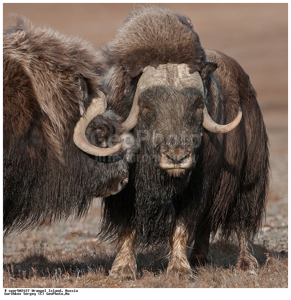 �������, ��������, ���������, �����, ���������, ��������� ���������� �����, ��������� ��, ��������-��������� ����, ��������� ����, �������, ������ ��������, ����������, ��������, ����������, ������, ��������, ��������, �������������, �������������, �����, �����, ���������, Bovidae, �������, Ovibos moschatus, �����, XYZ