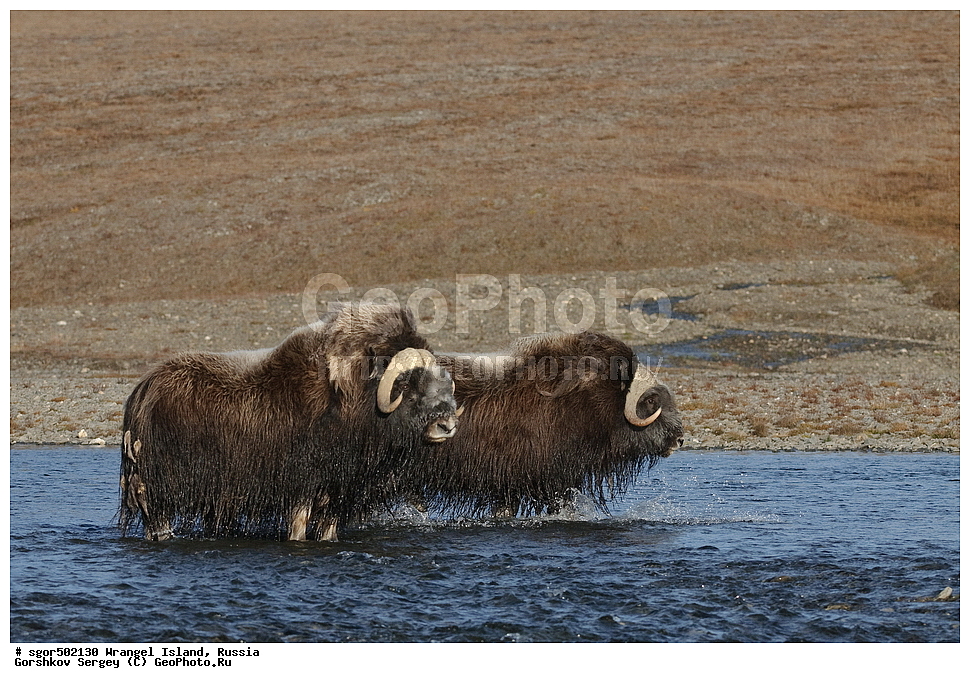 �������, ��������, ���������, �����, ���������, ��������� ���������� �����, ��������� ��, ��������-��������� ����, ��������� ����, �������, ������ ��������, ����������, ��������, ����������, ������, ��������, ��������, �������������, �������������, �����, �����, ���������, Bovidae, �������, Ovibos moschatus, �����, XYZ