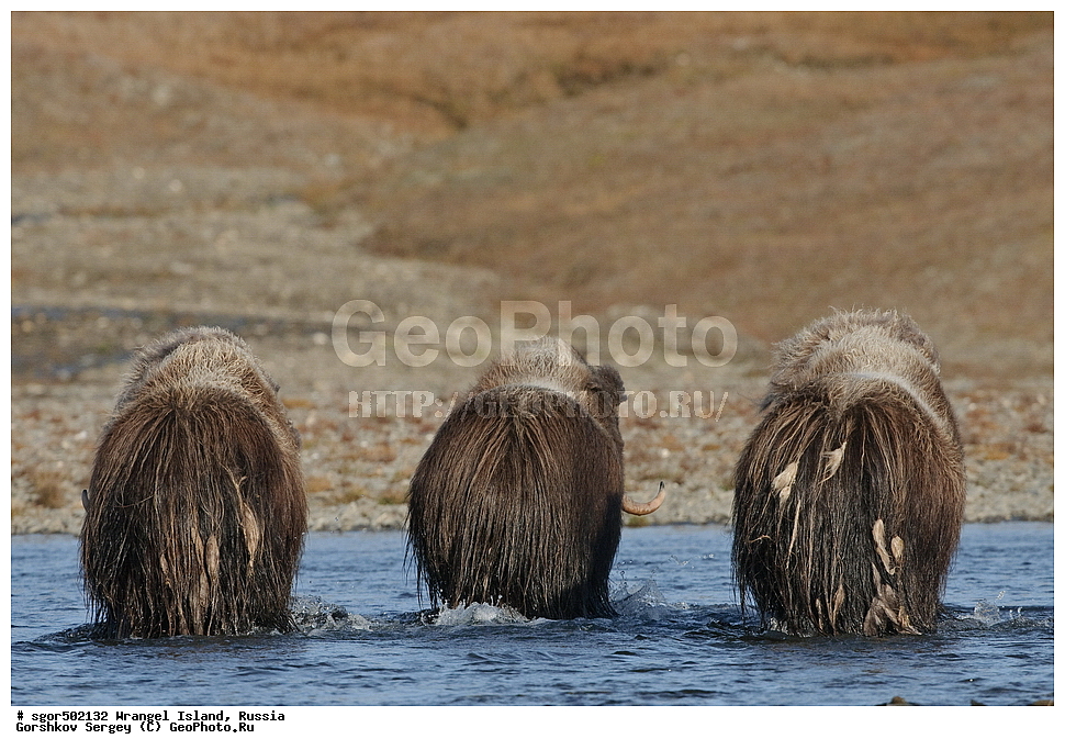 �������, ��������, ���������, �����, ���������, ��������� ���������� �����, ��������� ��, ��������-��������� ����, ��������� ����, �������, ������ ��������, ����������, ��������, ����������, ������, ��������, ��������, �������������, �������������, �����, �����, ���������, Bovidae, �������, Ovibos moschatus, �����, XYZ