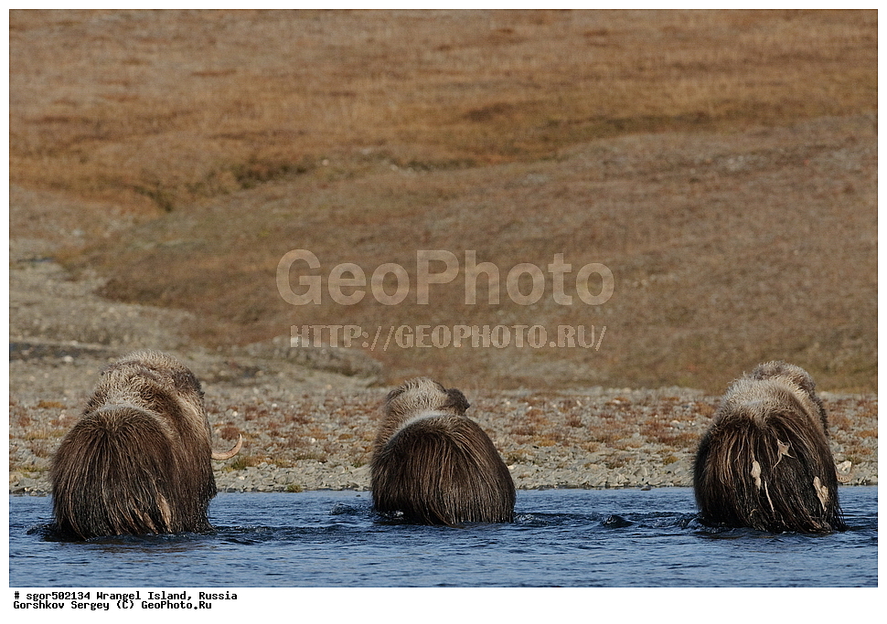 �������, ��������, ���������, �����, ���������, ��������� ���������� �����, ��������� ��, ��������-��������� ����, ��������� ����, �������, ������ ��������, ����������, ��������, ����������, ������, ��������, ��������, �������������, �������������, �����, �����, ���������, Bovidae, �������, Ovibos moschatus, �����, XYZ