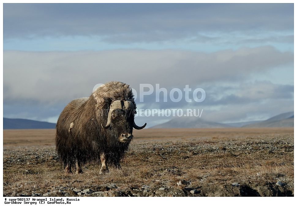 �������, ��������, ���������, �����, ���������, ��������� ���������� �����, ��������� ��, ��������-��������� ����, ��������� ����, �������, ������ ��������, ����������, ��������, ����������, ������, ��������, ��������, �������������, �������������, �����, �����, ���������, Bovidae, �������, Ovibos moschatus, XYZ