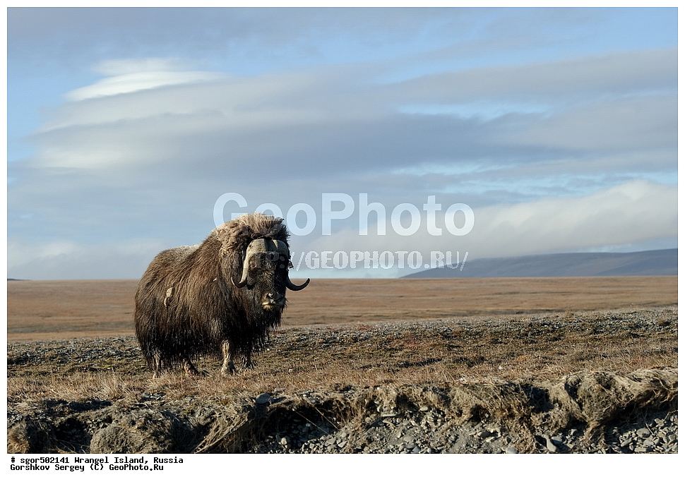 �������, ��������, ���������, �����, ���������, ��������� ���������� �����, ��������� ��, ��������-��������� ����, ��������� ����, �������, ������ ��������, ����������, ��������, ����������, ������, ��������, ��������, �������������, �������������, �����, �����, ���������, Bovidae, �������, Ovibos moschatus, XYZ