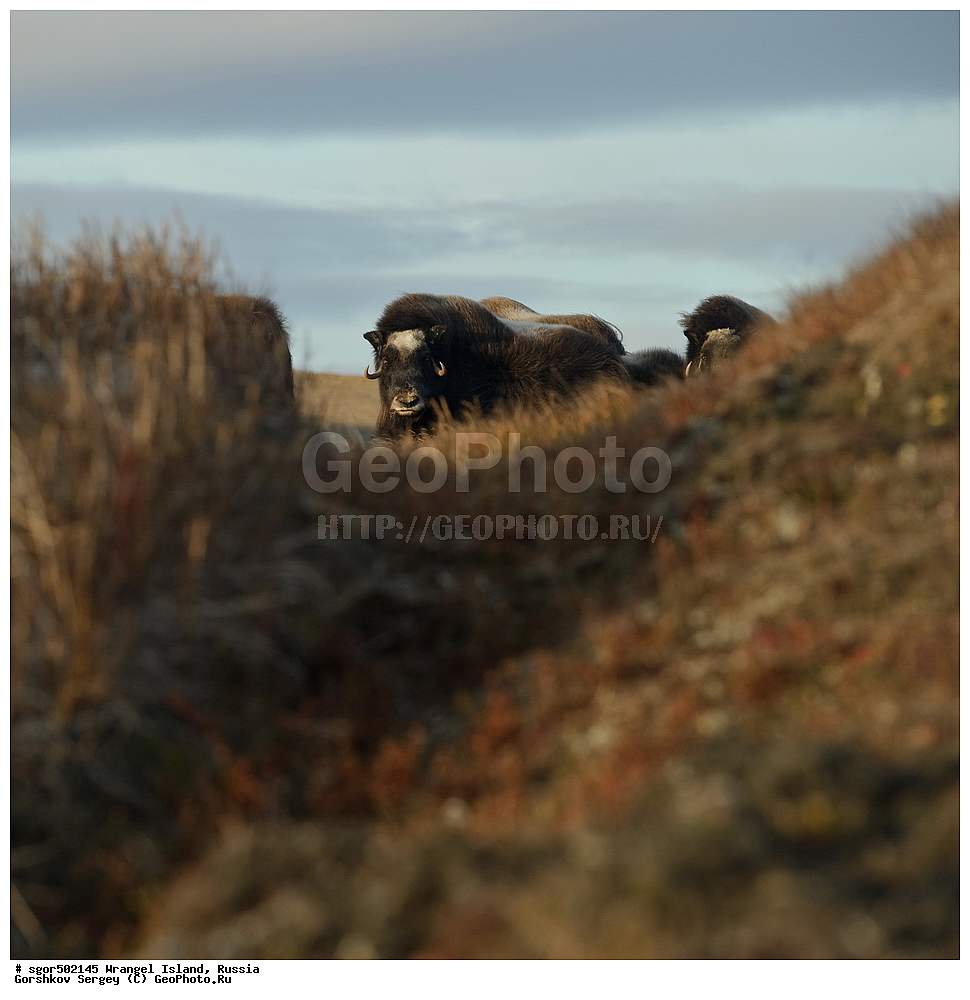 �������, ��������, ���������, �����, ���������, ��������� ���������� �����, ��������� ��, ��������-��������� ����, ��������� ����, �������, ������ ��������, ����������, ��������, ����������, ������, ��������, ��������, �������������, �������������, �����, �����, ���������, Bovidae, �������, Ovibos moschatus, �����, XYZ