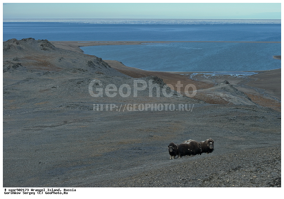 �������, ��������, ���������, �����, ���������, ��������� ���������� �����, ��������� ��, ��������-��������� ����, ��������� ����, �������, ������ ��������, ����������, ��������, ����������, ������, ��������, ��������, �������������, �������������, �����, �����, ���������, Bovidae, �������, Ovibos moschatus, XYZ