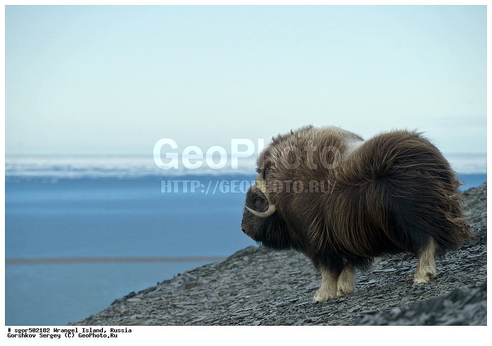 �������, ��������, ���������, �����, ���������, ��������� ���������� �����, ��������� ��, ��������-��������� ����, ��������� ����, �������, ������ ��������, ����������, ��������, ����������, ������, ��������, ��������, �������������, �������������, �����, �����, ���������, Bovidae, �������, Ovibos moschatus, XYZ