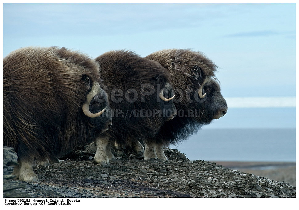 �������, ��������, ���������, �����, ���������, ��������� ���������� �����, ��������� ��, ��������-��������� ����, ��������� ����, �������, ������ ��������, ����������, ��������, ����������, ������, ��������, ��������, �������������, �������������, �����, �����, ���������, Bovidae, �������, Ovibos moschatus, �����, XYZ