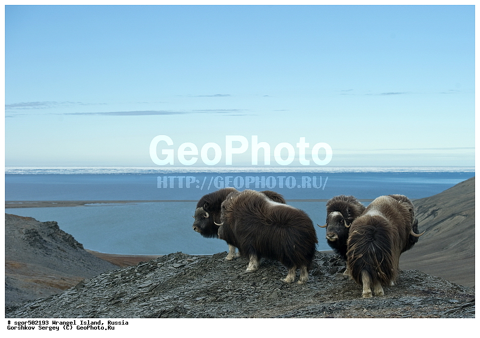 �������, ��������, ���������, �����, ���������, ��������� ���������� �����, ��������� ��, ��������-��������� ����, ��������� ����, �������, ������ ��������, ����������, ��������, ����������, ������, ��������, ��������, �������������, �������������, �����, �����, ���������, Bovidae, �������, Ovibos moschatus, �����, XYZ