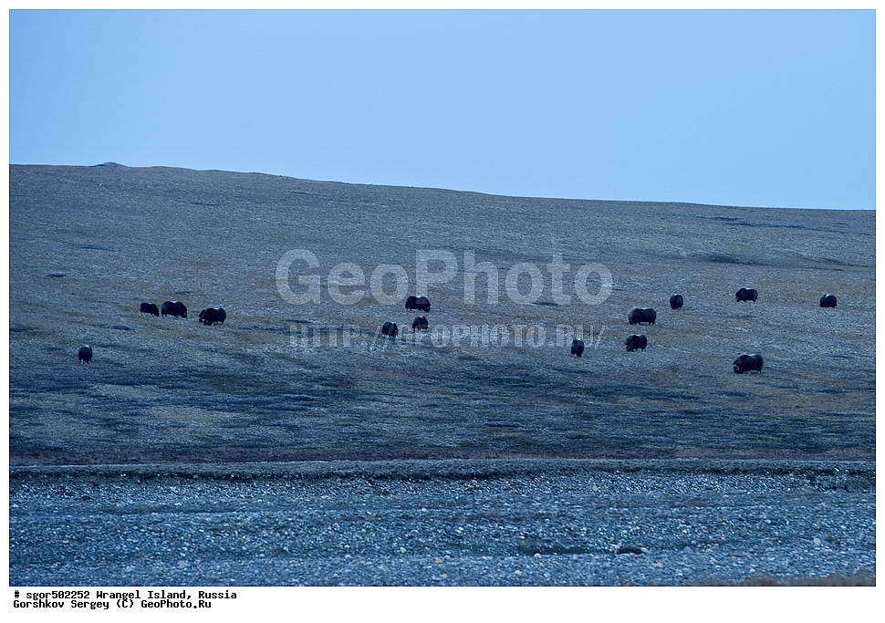 �������, ��������, ���������, �����, ���������, ��������� ���������� �����, ��������� ��, ��������-��������� ����, ��������� ����, �������, ������ ��������, ����������, ��������, ����������, ������, ��������, ��������, �������������, �������������, �����, �����, ���������, Bovidae, �������, Ovibos moschatus, �����, XYZ