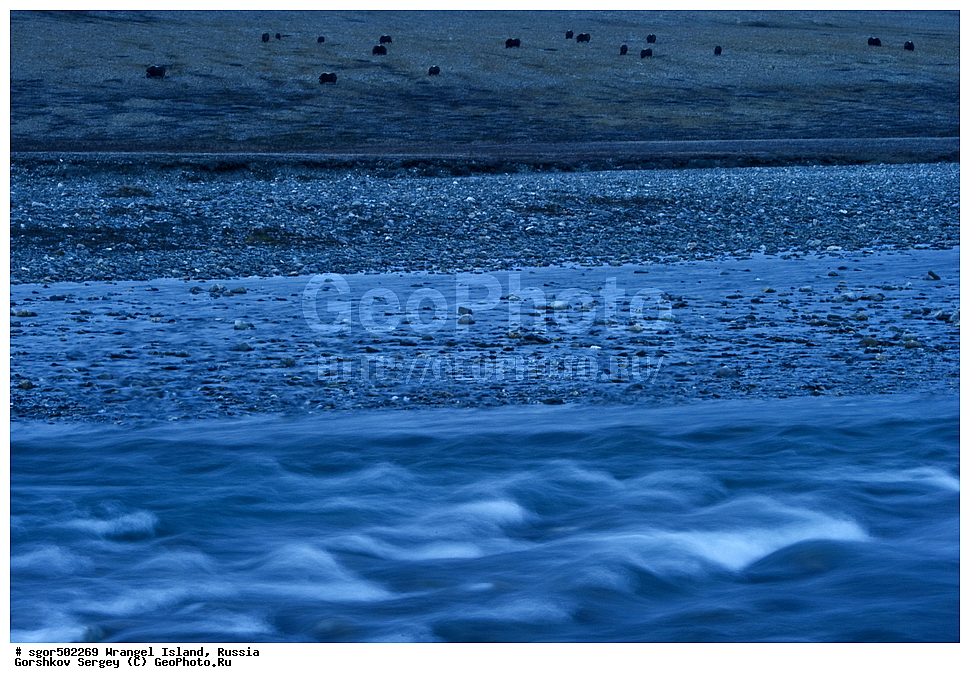 �������, ��������, ���������, �����, ���������, ��������� ���������� �����, ��������� ��, ��������-��������� ����, ��������� ����, �������, ������ ��������, ����������, ��������, ����������, ������, ��������, ��������, �������������, �������������, �����, �����, ���������, Bovidae, �������, Ovibos moschatus, �����, XYZ