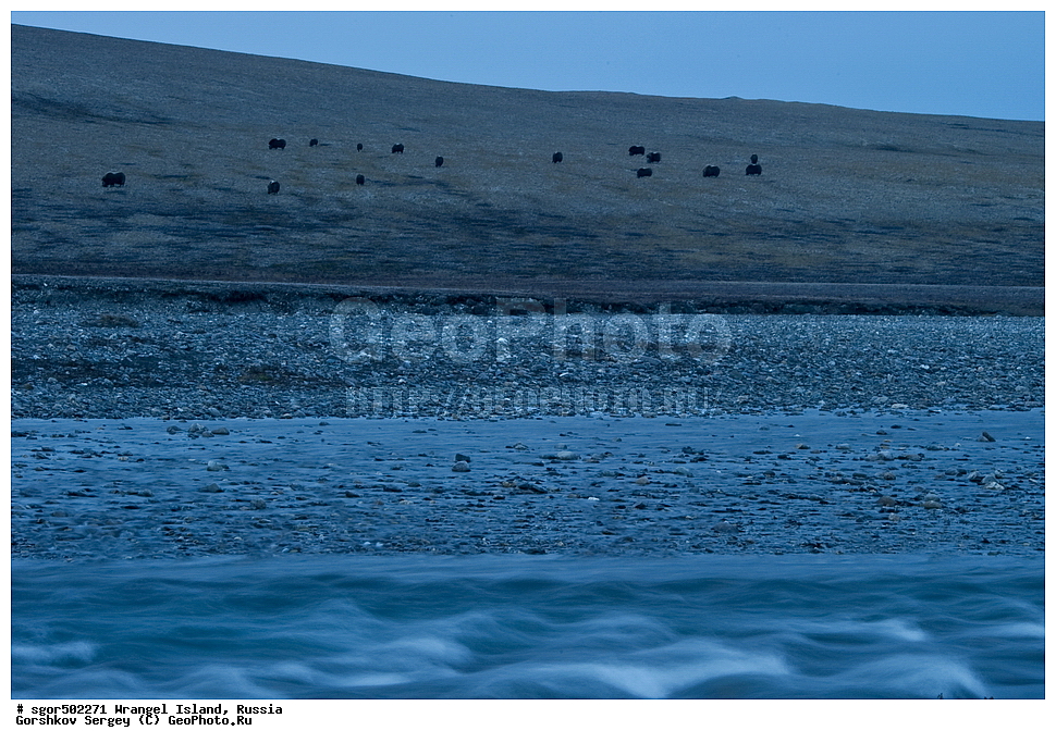 �������, ��������, ���������, �����, ���������, ��������� ���������� �����, ��������� ��, ��������-��������� ����, ��������� ����, �������, ������ ��������, ����������, ��������, ����������, ������, ��������, ��������, �������������, �������������, �����, �����, ���������, Bovidae, �������, Ovibos moschatus, �����, XYZ