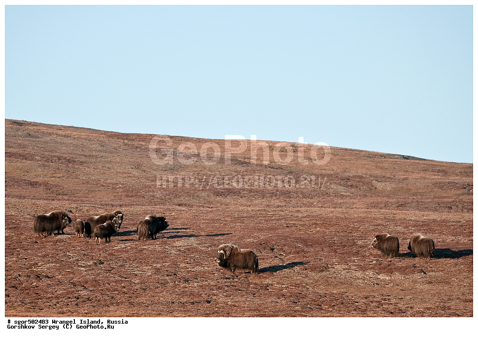 �������, ��������, ���������, �����, ���������, ��������� ���������� �����, ��������� ��, ��������-��������� ����, ��������� ����, �������, ������ ��������, ����������, ��������, ����������, ������, ��������, ��������, �������������, �������������, �����, �����, ���������, Bovidae, �������, Ovibos moschatus, �����, XYZ