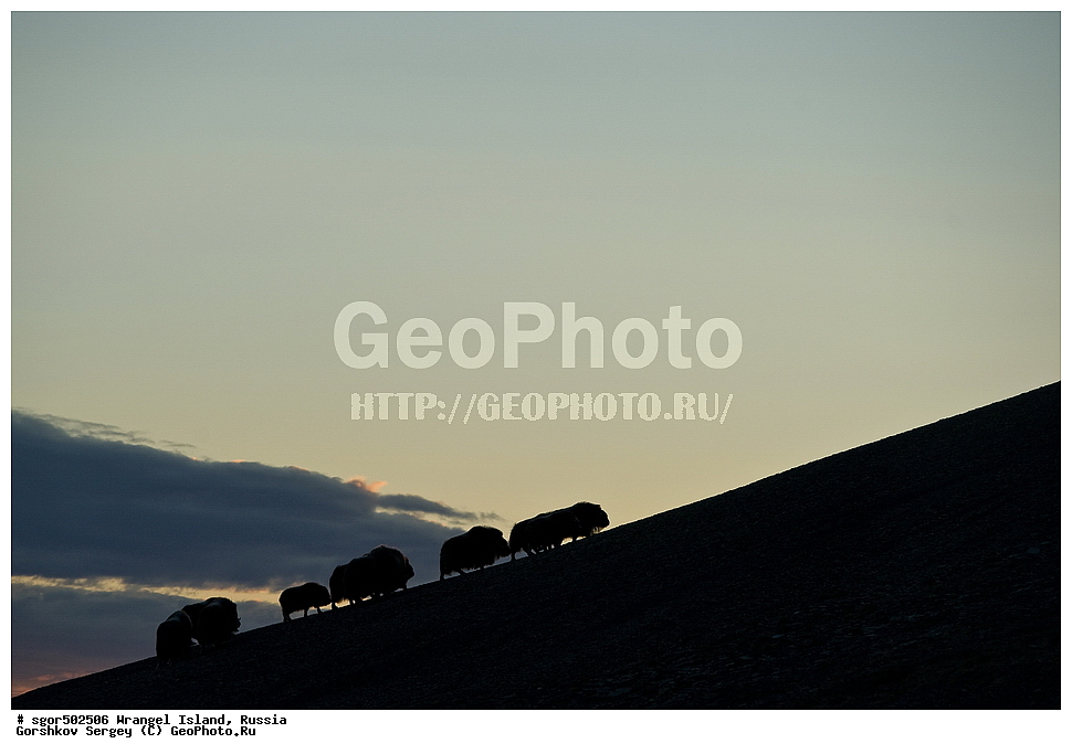 �������, ��������, ���������, �����, ���������, ��������� ���������� �����, ��������� ��, ��������-��������� ����, ��������� ����, �������, ������ ��������, ����������, ��������, ����������, ������, ��������, ��������, �������������, �������������, �����, �����, ���������, Bovidae, �������, Ovibos moschatus, �����, XYZ