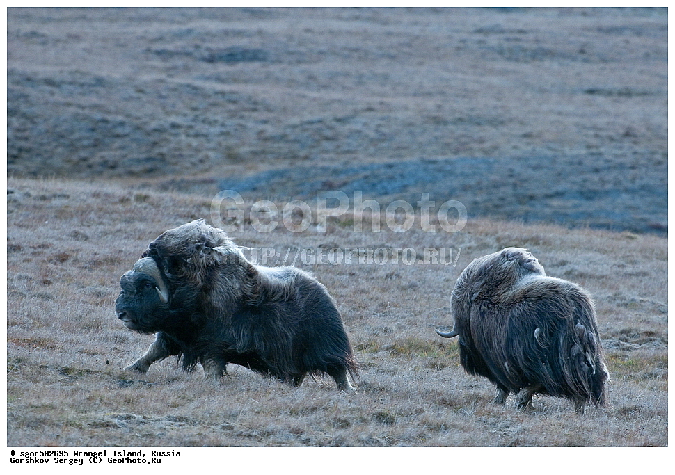 �������, ��������, ���������, �����, ���������, ��������� ���������� �����, ��������� ��, ��������-��������� ����, ��������� ����, �������, ������ ��������, ����������, ��������, ����������, ������, ��������, ��������, �������������, �������������, �����, �����, ���������, Bovidae, �������, Ovibos moschatus, XYZ