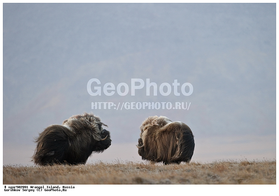 �������, ��������, ���������, �����, ���������, ��������� ���������� �����, ��������� ��, ��������-��������� ����, ��������� ����, �������, ������ ��������, ����������, ��������, ����������, ������, ��������, ��������, �������������, �������������, �����, �����, ���������, Bovidae, �������, Ovibos moschatus, XYZ