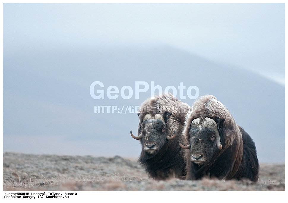 �������, ��������, ���������, �����, ���������, ��������� ���������� �����, ��������� ��, ��������-��������� ����, ��������� ����, �������, ������ ��������, ����������, ��������, ����������, ������, ��������, ��������, �������������, �������������, �����, �����, ���������, Bovidae, �������, Ovibos moschatus, XYZ