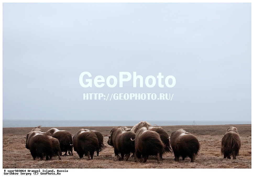 �������, ��������, ���������, �����, ���������, ��������� ���������� �����, ��������� ��, ��������-��������� ����, ��������� ����, �������, ������ ��������, ����������, ��������, ����������, ������, ��������, ��������, �������������, �������������, �����, �����, ���������, Bovidae, �������, Ovibos moschatus, �����, XYZ