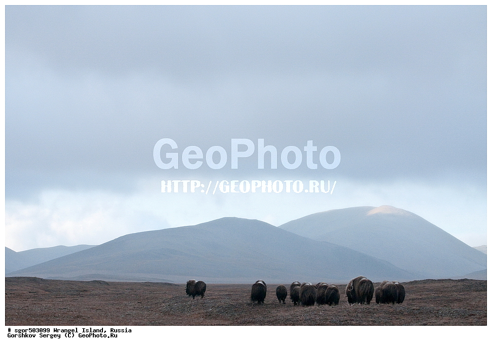 �������, ��������, ���������, �����, ���������, ��������� ���������� �����, ��������� ��, ��������-��������� ����, ��������� ����, �������, ������ ��������, ����������, ��������, ����������, ������, ��������, ��������, �������������, �������������, �����, �����, ���������, Bovidae, �������, Ovibos moschatus, �����, XYZ