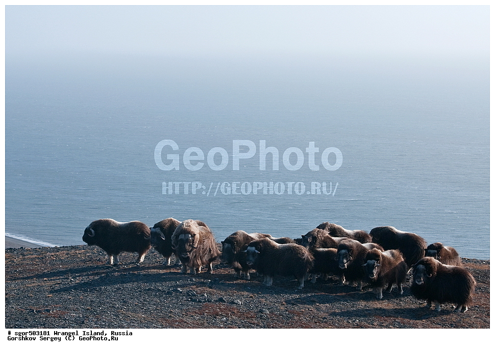 �������, ��������, ���������, �����, ���������, ��������� ���������� �����, ��������� ��, ��������-��������� ����, ��������� ����, �������, ������ ��������, ����������, ��������, ����������, ������, ��������, ��������, �������������, �������������, �����, �����, ���������, Bovidae, �������, Ovibos moschatus, �����, XYZ