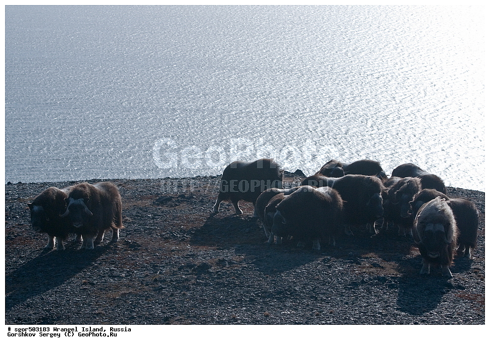 �������, ��������, ���������, �����, ���������, ��������� ���������� �����, ��������� ��, ��������-��������� ����, ��������� ����, �������, ������ ��������, ����������, ��������, ����������, ������, ��������, ��������, �������������, �������������, �����, �����, ���������, Bovidae, �������, Ovibos moschatus, �����, XYZ