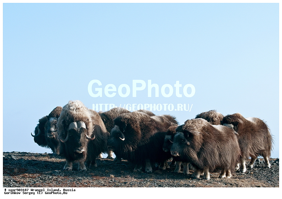 �������, ��������, ���������, �����, ���������, ��������� ���������� �����, ��������� ��, ��������-��������� ����, ��������� ����, �������, ������ ��������, ����������, ��������, ����������, ������, ��������, ��������, �������������, �������������, �����, �����, ���������, Bovidae, �������, Ovibos moschatus, �����, XYZ