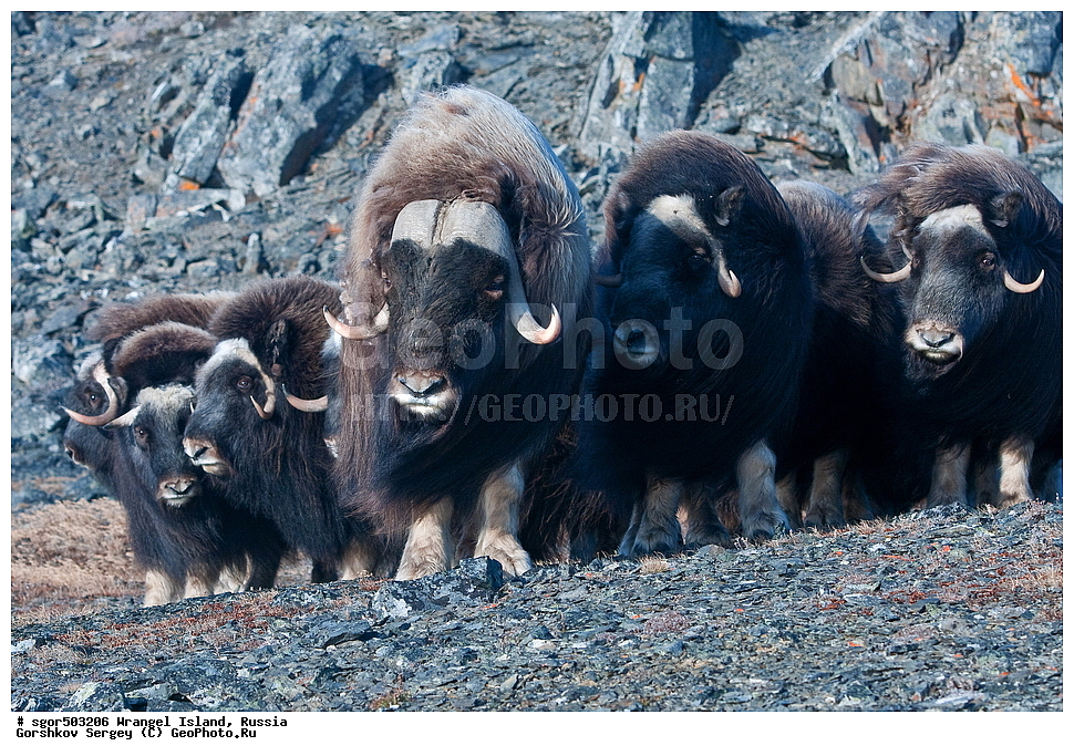 �������, ��������, ���������, �����, ���������, ��������� ���������� �����, ��������� ��, ��������-��������� ����, ��������� ����, �������, ������ ��������, ����������, ��������, ����������, ������, ��������, ��������, �������������, �������������, �����, �����, ���������, Bovidae, �������, Ovibos moschatus, �����, XYZ