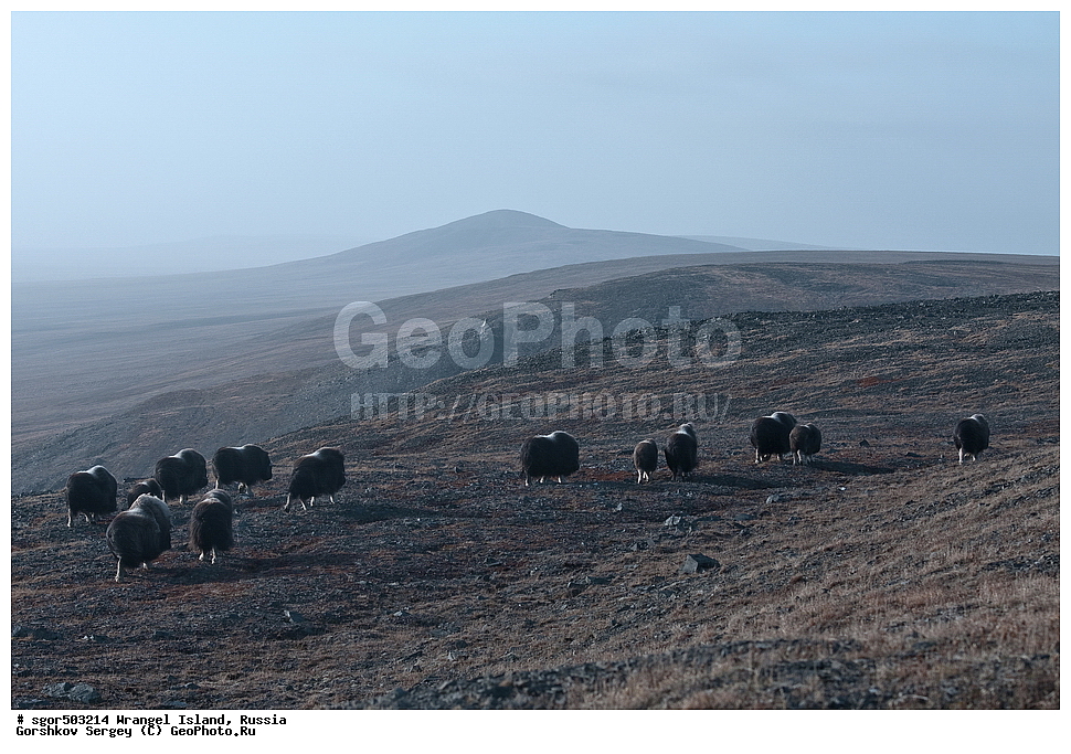 �������, ��������, ���������, �����, ���������, ��������� ���������� �����, ��������� ��, ��������-��������� ����, ��������� ����, �������, ������ ��������, ����������, ��������, ����������, ������, ��������, ��������, �������������, �������������, �����, �����, ���������, Bovidae, �������, Ovibos moschatus, �����, XYZ