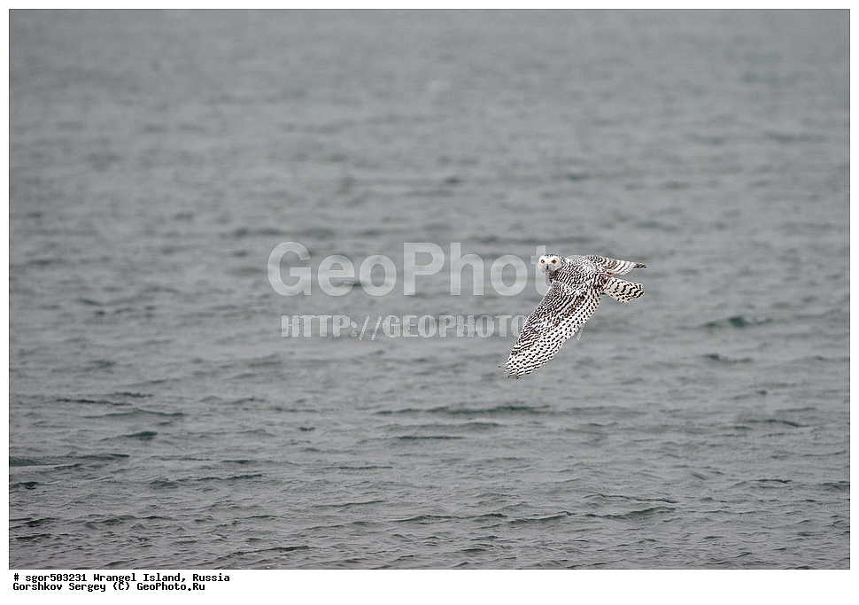 �������, ��������, ���������, �����, ���������, ��������� ���������� �����, ��������� ��, ��������-��������� ����, ��������� ����, �������, ������ ��������, ����������, ��������, ����������, ������, ��������, ��������, �����, �����, ��������, �����������, ������ �����, ������ �����, XYZ, �������, ��������� ����, Strigidae, Nyctea scandiaca, Bubo scandiacus