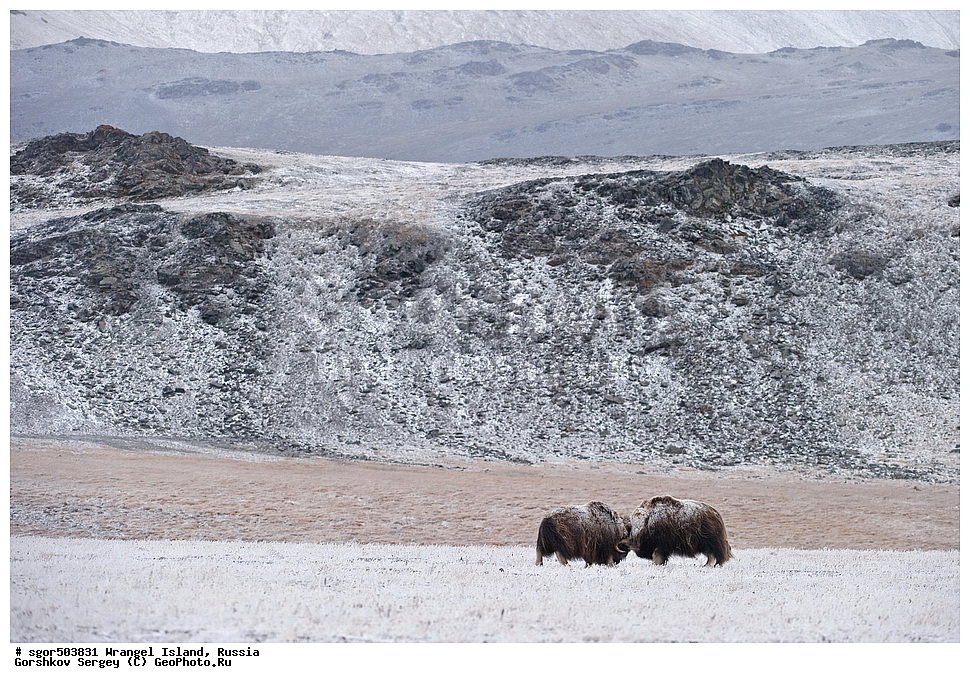 �������, ��������, ���������, �����, ���������, ��������� ���������� �����, ��������� ��, ��������-��������� ����, ��������� ����, �������, ������ ��������, ����������, ��������, ����������, ������, ��������, ��������, �������������, �������������,�������, ��������, ���������, �����, ���������, ��������� ���������� �����, ��������� ��, ��������-��������� ����, ��������� ����, �������, ������ ��������, ����������, ��������, ����������, ������, ��������, ��������, �������������, �������������, �����, �����, ���������, Bovidae, �������, Ovibos moschatus, ������ ���� �����, �����, ���������, Bovidae, �������, Ovibos moschatus, �����, XYZ