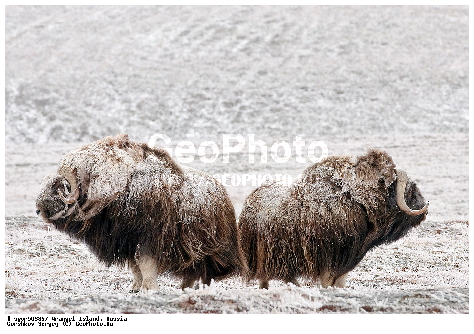 �������, ��������, ���������, �����, ���������, ��������� ���������� �����, ��������� ��, ��������-��������� ����, ��������� ����, �������, ������ ��������, ����������, ��������, ����������, ������, ��������, ��������, �������������, �������������,�������, ��������, ���������, �����, ���������, ��������� ���������� �����, ��������� ��, ��������-��������� ����, ��������� ����, �������, ������ ��������, ����������, ��������, ����������, ������, ��������, ��������, �������������, �������������, �����, �����, ���������, Bovidae, �������, Ovibos moschatus, ������ ���� �����, �����, ���������, Bovidae, �������, Ovibos moschatus, �����, XYZ