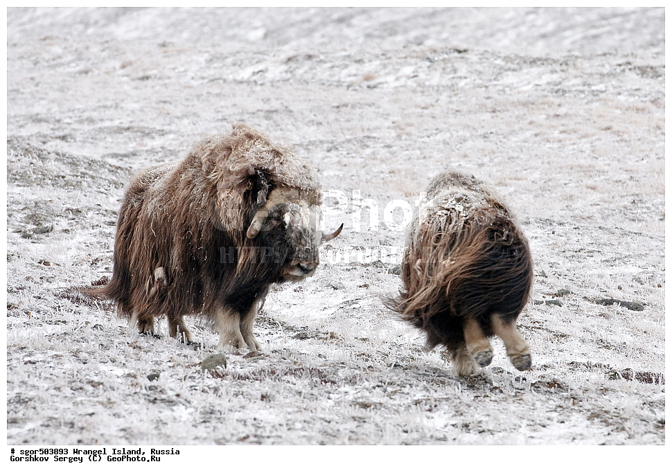 �������, ��������, ���������, �����, ���������, ��������� ���������� �����, ��������� ��, ��������-��������� ����, ��������� ����, �������, ������ ��������, ����������, ��������, ����������, ������, ��������, ��������, �������������, �������������,�������, ��������, ���������, �����, ���������, ��������� ���������� �����, ��������� ��, ��������-��������� ����, ��������� ����, �������, ������ ��������, ����������, ��������, ����������, ������, ��������, ��������, �������������, �������������, �����, �����, ���������, Bovidae, �������, Ovibos moschatus, ������ ���� �����, �����, ���������, Bovidae, �������, Ovibos moschatus, �����, XYZ