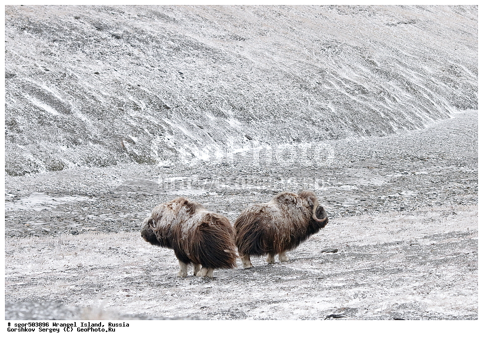 �������, ��������, ���������, �����, ���������, ��������� ���������� �����, ��������� ��, ��������-��������� ����, ��������� ����, �������, ������ ��������, ����������, ��������, ����������, ������, ��������, ��������, �������������, �������������,�������, ��������, ���������, �����, ���������, ��������� ���������� �����, ��������� ��, ��������-��������� ����, ��������� ����, �������, ������ ��������, ����������, ��������, ����������, ������, ��������, ��������, �������������, �������������, �����, �����, ���������, Bovidae, �������, Ovibos moschatus, ������ ���� �����, �����, ���������, Bovidae, �������, Ovibos moschatus, �����, XYZ