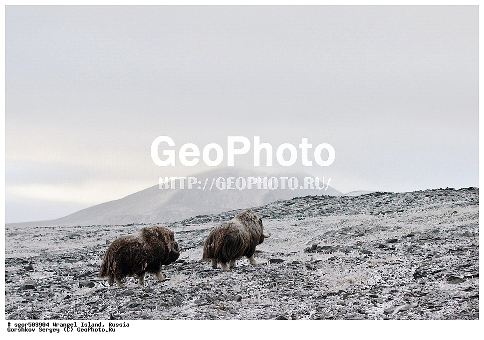 �������, ��������, ���������, �����, ���������, ��������� ���������� �����, ��������� ��, ��������-��������� ����, ��������� ����, �������, ������ ��������, ����������, ��������, ����������, ������, ��������, ��������, �������������, �������������,�������, ��������, ���������, �����, ���������, ��������� ���������� �����, ��������� ��, ��������-��������� ����, ��������� ����, �������, ������ ��������, ����������, ��������, ����������, ������, ��������, ��������, �������������, �������������, �����, �����, ���������, Bovidae, �������, Ovibos moschatus, ������ ���� �����, �����, ���������, Bovidae, �������, Ovibos moschatus, �����, XYZ