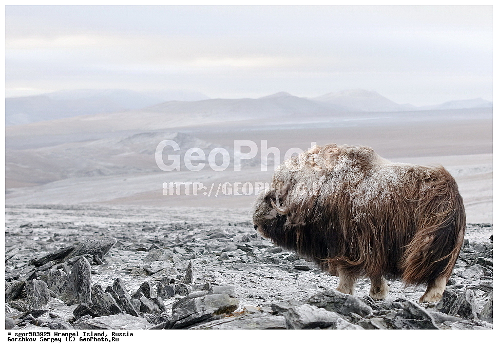 �������, ��������, ���������, �����, ���������, ��������� ���������� �����, ��������� ��, ��������-��������� ����, ��������� ����, �������, ������ ��������, ����������, ��������, ����������, ������, ��������, ��������, �������������, �������������,�������, ��������, ���������, �����, ���������, ��������� ���������� �����, ��������� ��, ��������-��������� ����, ��������� ����, �������, ������ ��������, ����������, ��������, ����������, ������, ��������, ��������, �������������, �������������, �����, �����, ���������, Bovidae, �������, Ovibos moschatus, ������ ���� �����, �����, ���������, Bovidae, �������, Ovibos moschatus, �����, XYZ