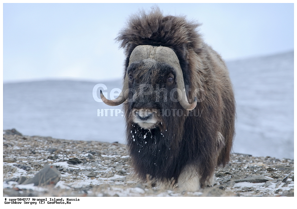 �������, ��������, ���������, �����, ���������, ��������� ���������� �����, ��������� ��, ��������-��������� ����, ��������� ����, �������, ������ ��������, ����������, ��������, ����������, ������, ��������, ��������, �������������, �������������,�������, ��������, ���������, �����, ���������, ��������� ���������� �����, ��������� ��, ��������-��������� ����, ��������� ����, �������, ������ ��������, ����������, ��������, ����������, ������, ��������, ��������, �������������, �������������, �����, �����, ���������, Bovidae, �������, Ovibos moschatus, ������ ���� �����, �����, ���������, Bovidae, �������, Ovibos moschatus, �����, XYZ