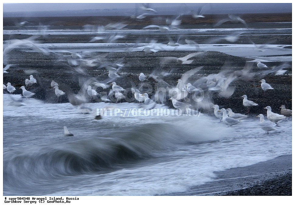  �������, ��������, ���������, �����, ���������, ��������� ���������� �����, ��������� ��, ��������-��������� ����, ��������� ����, �������, ������ ��������, ����������, ��������, ����������, ������, ��������, ��������, �����, �����, ��������, �����������, ������� �����, ������� �����, XYZ, ��������, Laridae, ����������, Larus hyperboreus, ������, Rissa tridactyla