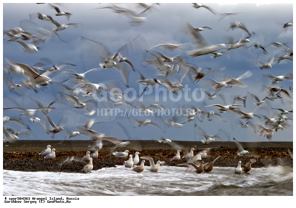  �������, ��������, ���������, �����, ���������, ��������� ���������� �����, ��������� ��, ��������-��������� ����, ��������� ����, �������, ������ ��������, ����������, ��������, ����������, ������, ��������, ��������, �����, �����, ��������, �����������, ������� �����, ������� �����, XYZ, ��������, Laridae, ����������, Larus hyperboreus, ������, Rissa tridactyla