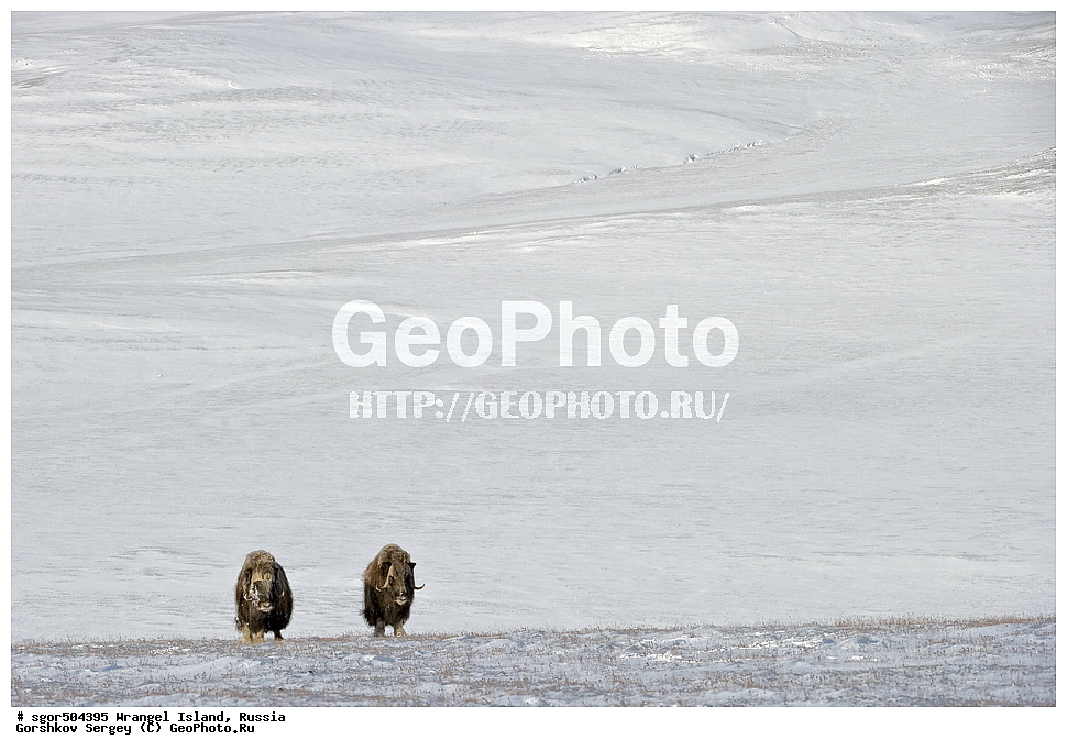 �������, ��������, ���������, �����, ���������, ��������� ���������� �����, ��������� ��, ��������-��������� ����, ��������� ����, �������, ������ ��������, ����������, ��������, ����������, ������, ��������, ��������, �������������, �������������, �����, �����, ���������, Bovidae, �������, Ovibos moschatus, XYZ