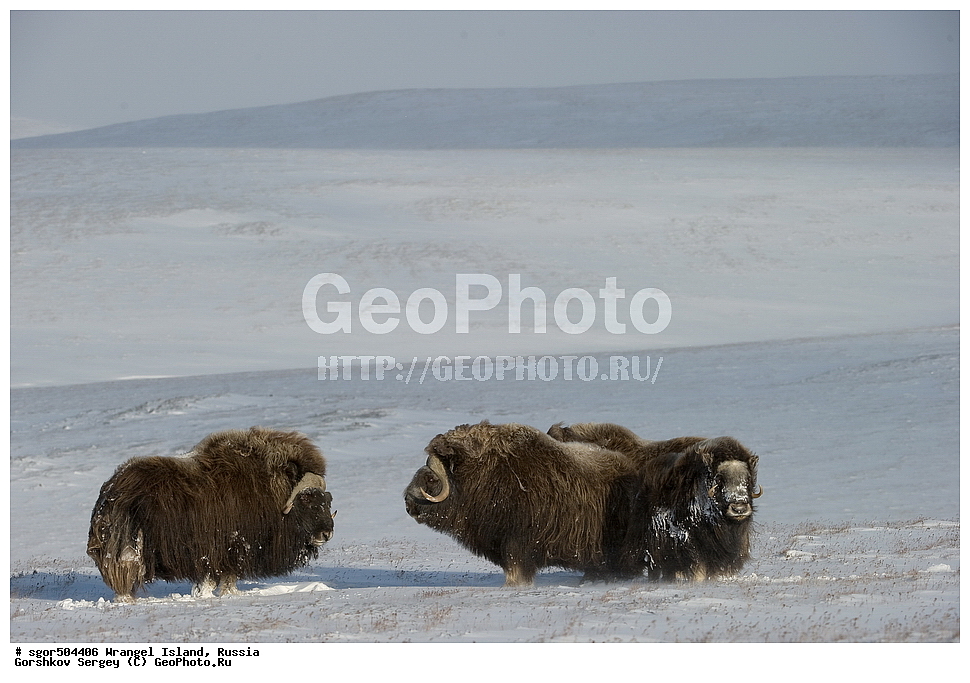 �������, ��������, ���������, �����, ���������, ��������� ���������� �����, ��������� ��, ��������-��������� ����, ��������� ����, �������, ������ ��������, ����������, ��������, ����������, ������, ��������, ��������, �������������, �������������, �����, �����, ���������, Bovidae, �������, Ovibos moschatus, �����, XYZ