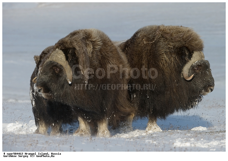 �������, ��������, ���������, �����, ���������, ��������� ���������� �����, ��������� ��, ��������-��������� ����, ��������� ����, �������, ������ ��������, ����������, ��������, ����������, ������, ��������, ��������, �������������, �������������, �����, �����, ���������, Bovidae, �������, Ovibos moschatus, XYZ