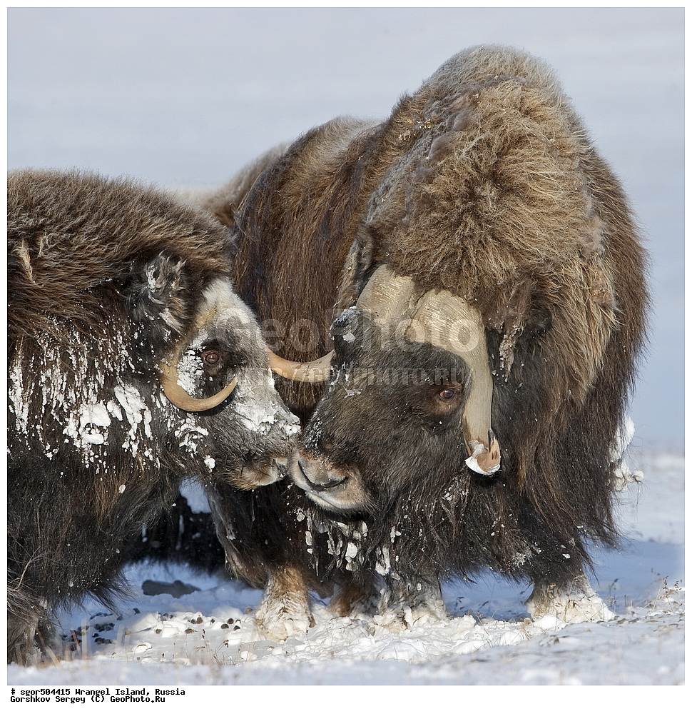 �������, ��������, ���������, �����, ���������, ��������� ���������� �����, ��������� ��, ��������-��������� ����, ��������� ����, �������, ������ ��������, ����������, ��������, ����������, ������, ��������, ��������, �������������, �������������, �����, �����, ���������, Bovidae, �������, Ovibos moschatus, XYZ