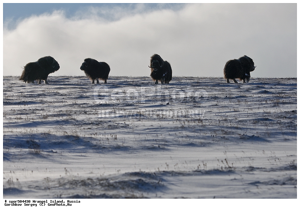 �������, ��������, ���������, �����, ���������, ��������� ���������� �����, ��������� ��, ��������-��������� ����, ��������� ����, �������, ������ ��������, ����������, ��������, ����������, ������, ��������, ��������, �������������, �������������, �����, �����, ���������, Bovidae, �������, Ovibos moschatus, �����, XYZ