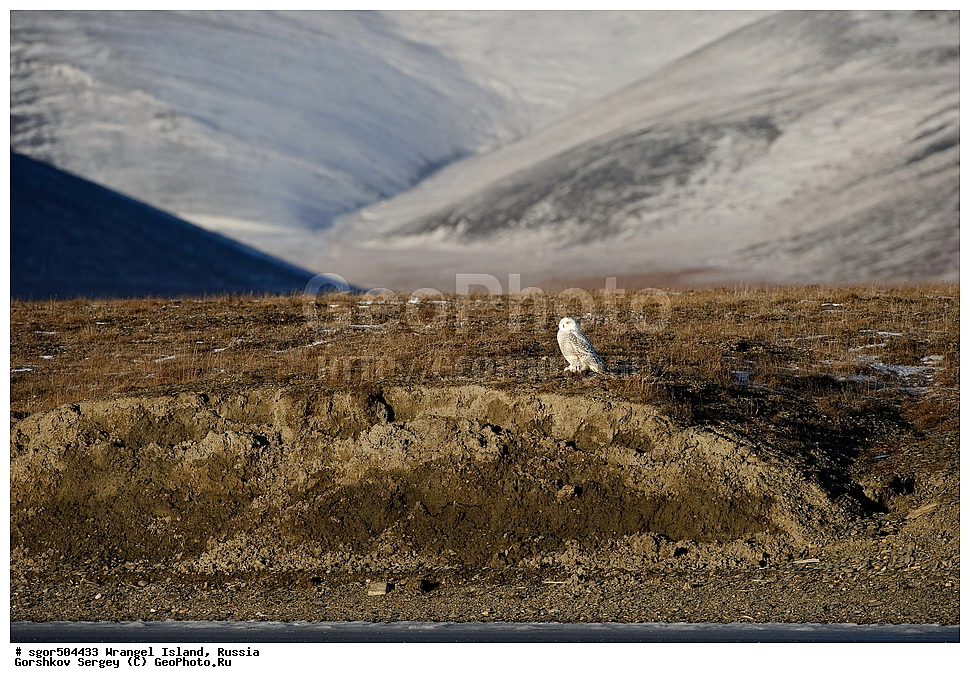 �������, ��������, ���������, �����, ���������, ��������� ���������� �����, ��������� ��, ��������-��������� ����, ��������� ����, �������, ������ ��������, ����������, ��������, ����������, ������, ��������, ��������, �����, �����, ��������, �����������, ������ �����, ������ �����, XYZ, �������, ��������� ����, Strigidae, Nyctea scandiaca, Bubo scandiacus